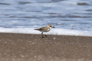 what-wildlife-can-you-spot-directly-from-walberswick-beach