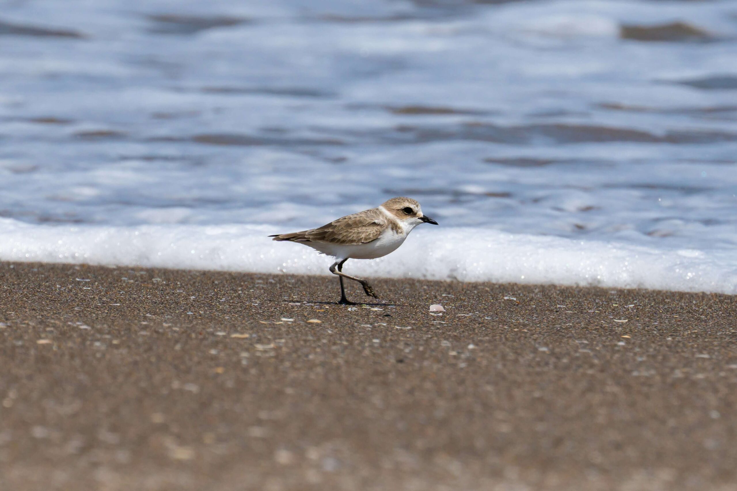 What Wildlife Can You Spot Directly From Walberswick Beach?
